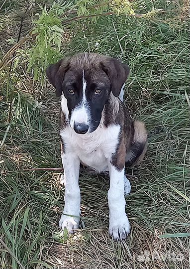 Щенок доброму человеку