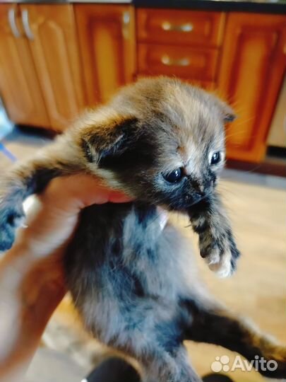 Кошечка милашка