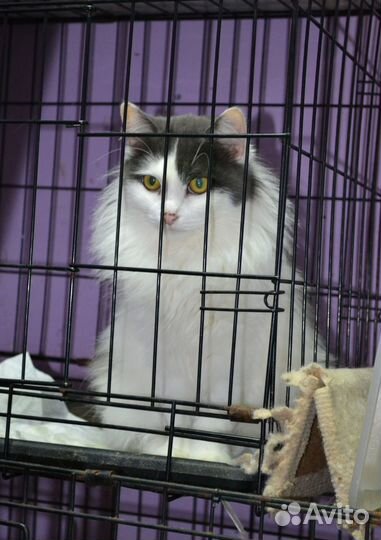 Пушистая кошечка