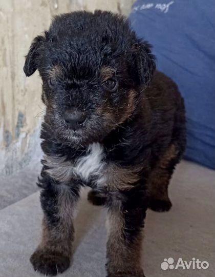 Щенок в добрые руки. Живет в приюте