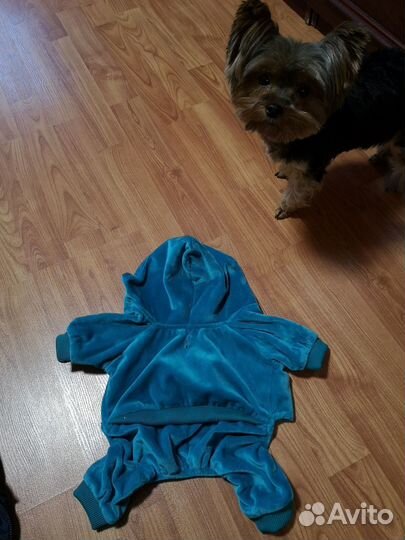 Комбинезон велюровый для собаки (щенка)