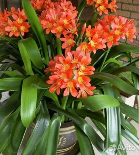 Цветок кливия,есть взрослые растения и детки