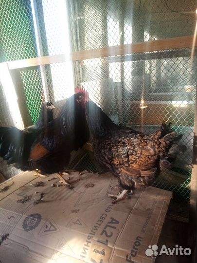 Куры петухи