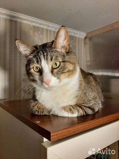 Котик в добрые руки