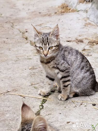 Котята в дар