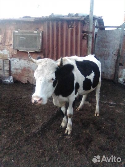 Корова и бычки