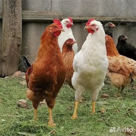 Молодые петухи