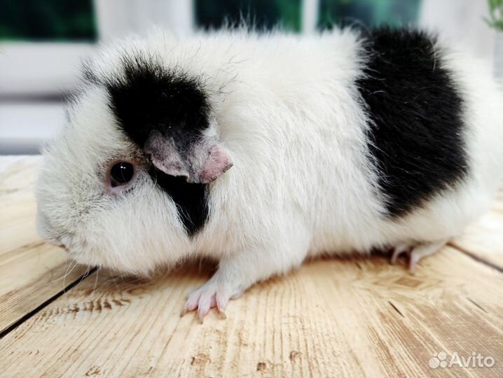 Морские свинки Разных пород из питомника