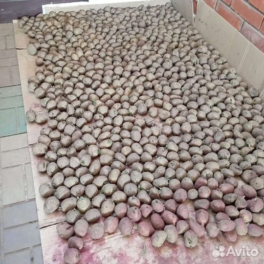 Картофель посевной