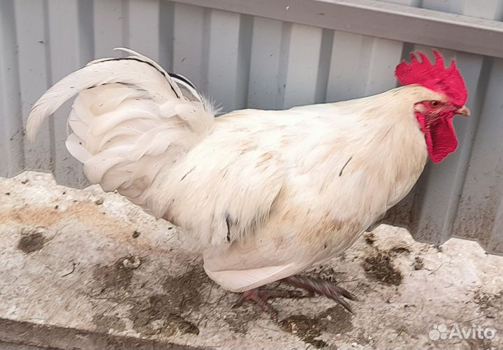 Петух Синь синь дянь