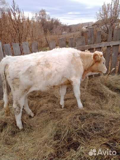 Телята телочкии бычек