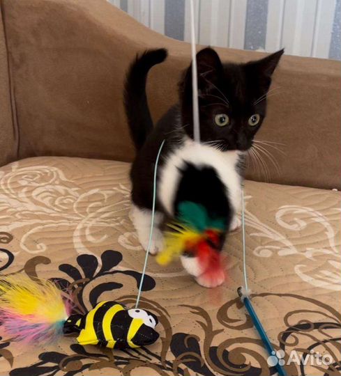 Котенок в добрые руки