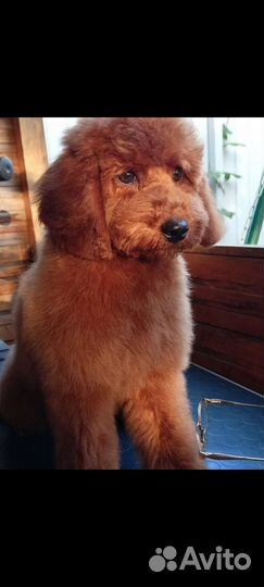 Стрижка, тримминг собак и кошек без наркоза