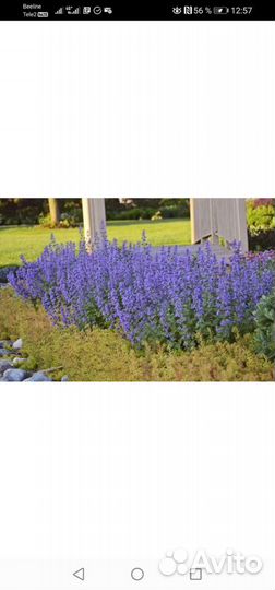 Котовник саженцы