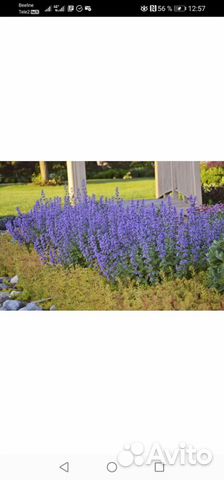 Котовник саженцы