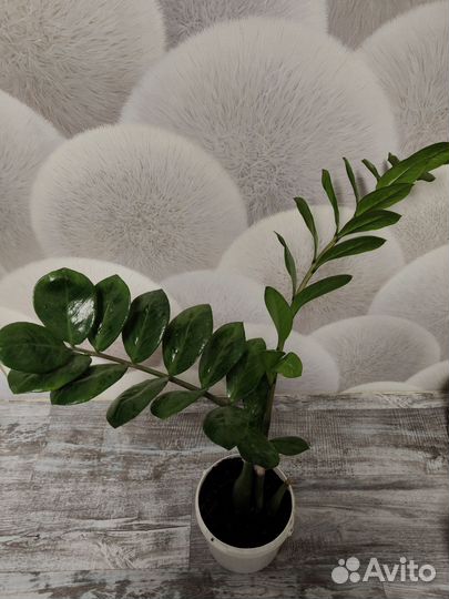 Замиокулькас