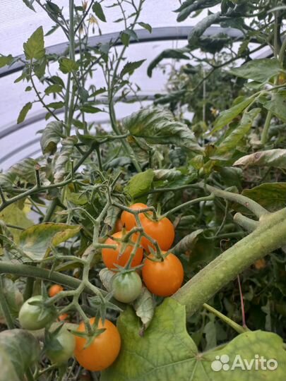 Рассада помидор среднекрупных томатов и черри