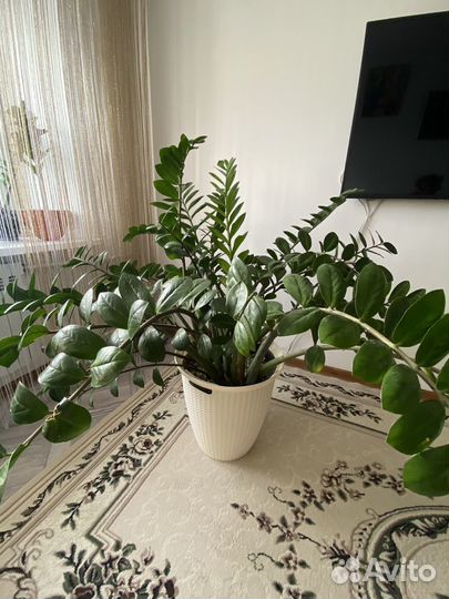 Замиокулькас