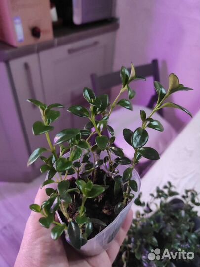 Нематантус Ветстайна (Nematanthus wettsteinii)