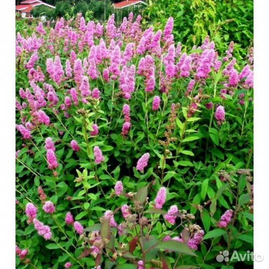 Спирея билларда