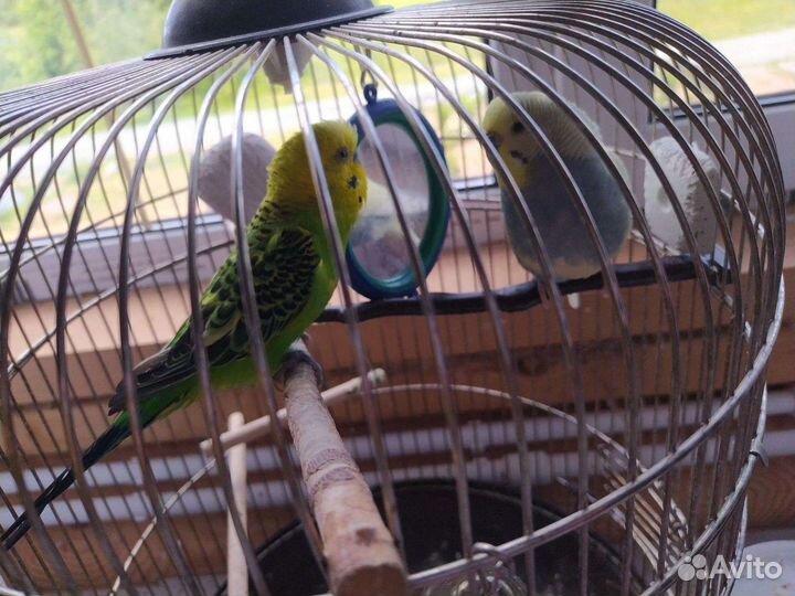 Попугаи с клеткой
