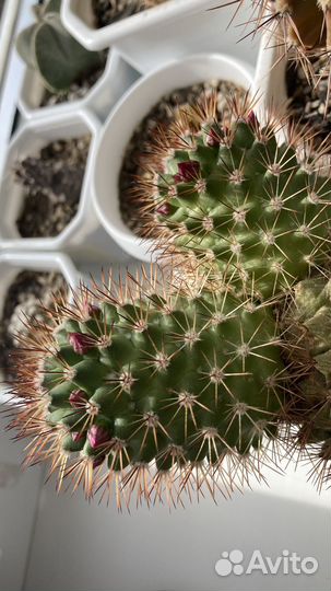 Кактус маммилярия