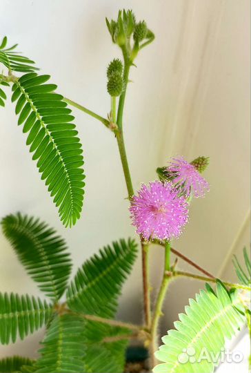 Мимоза стыдливая (недотрога)