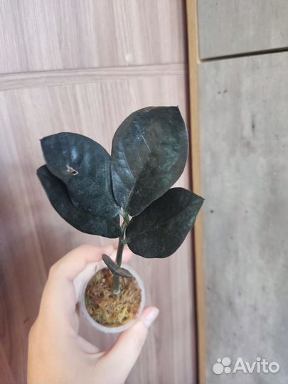 Замиокулькас черный равен