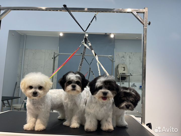 Бишон Панда