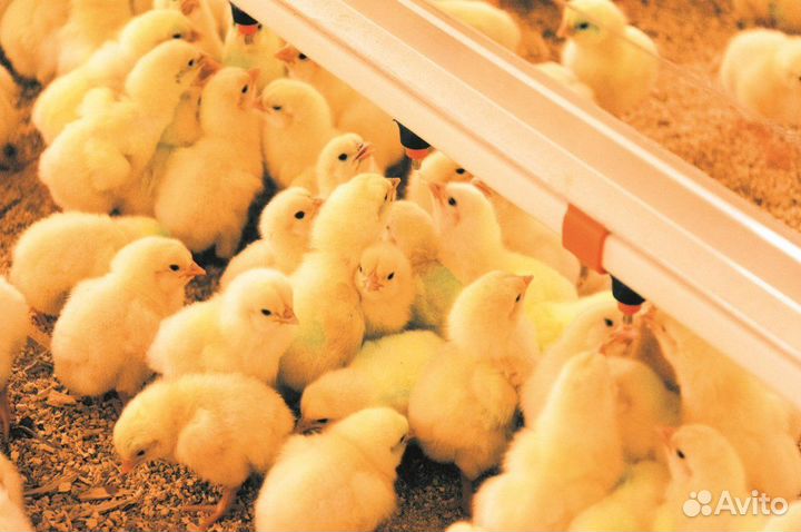 Работа вахтой