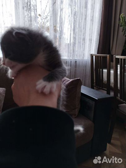 Кошка в дар