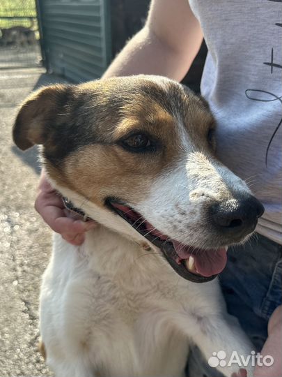 Ласковая собачка с больным глазиком из приюта