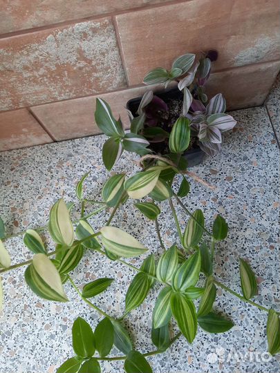 Традесканции, каллизия