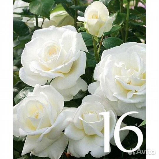 Саженцы роза