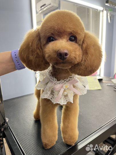 Грумер. Стрижка собак и кошек