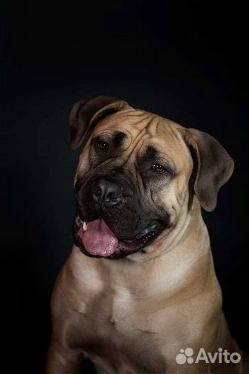 Щенки Бурбуля