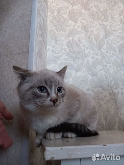 Котик подросток