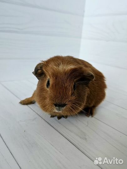 Морская свинка. Девочка
