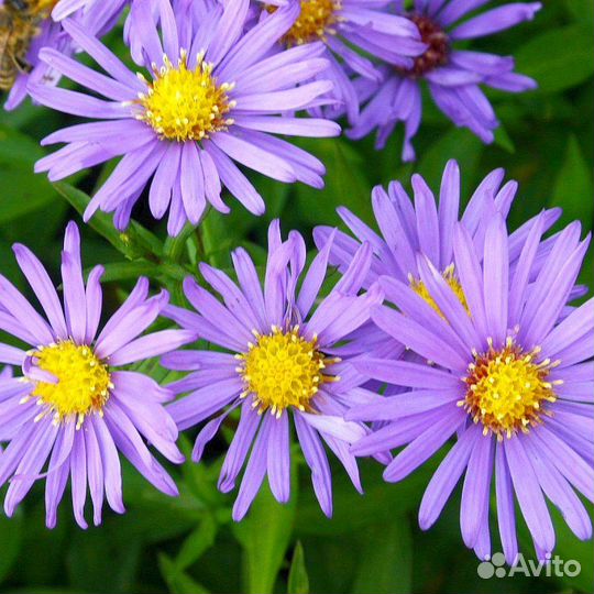 Астры новобельгийские (кустарниковые, осенние)