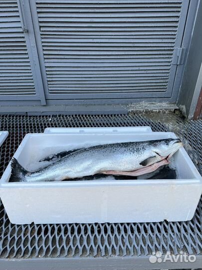 Лосось Атлантический Охлажденный Оптом