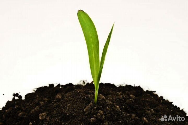 Грунт растительный