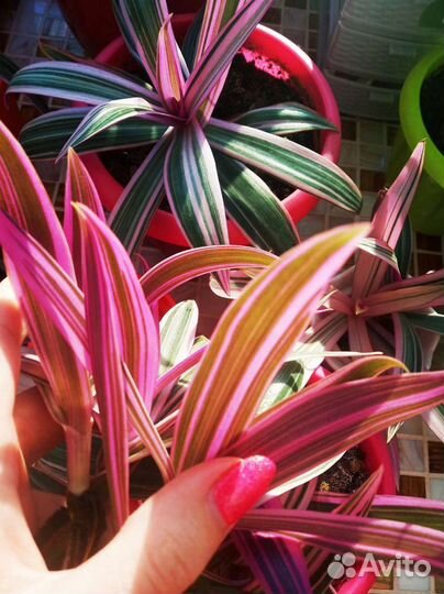 Домашние цветы,растения