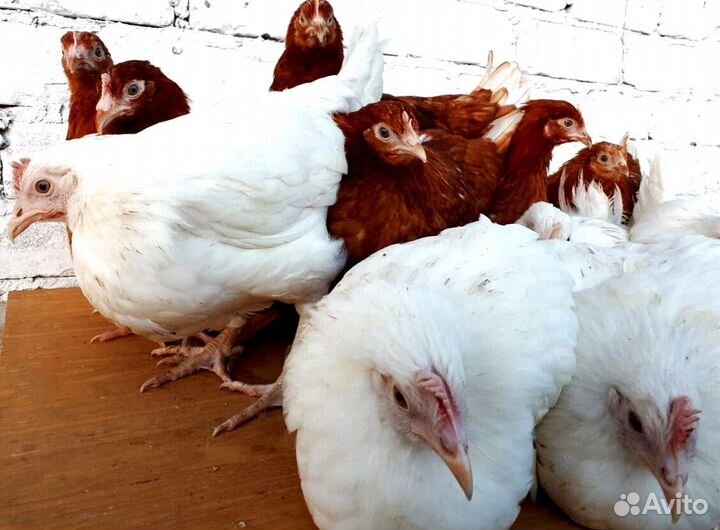 Курочки несушки мясояичные