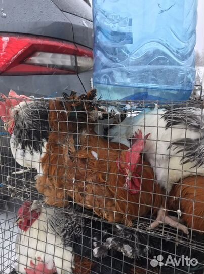 Петухи Домашние Цветные