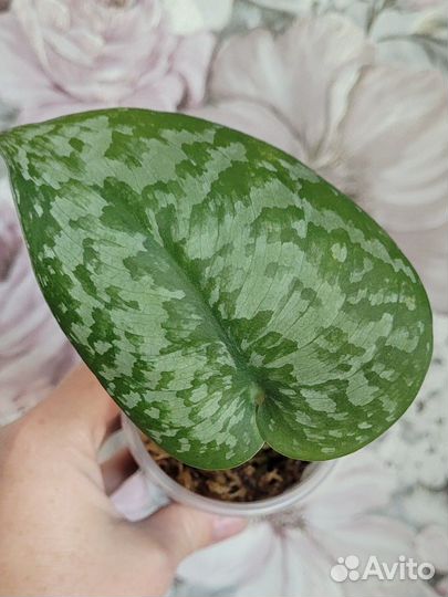 Сциндапсус silver splash