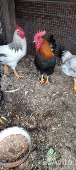 Молодые петухи
