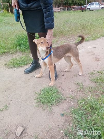 Пристраиваются щенки