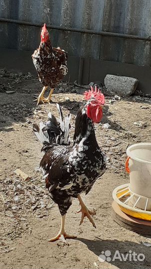 Куры петухи