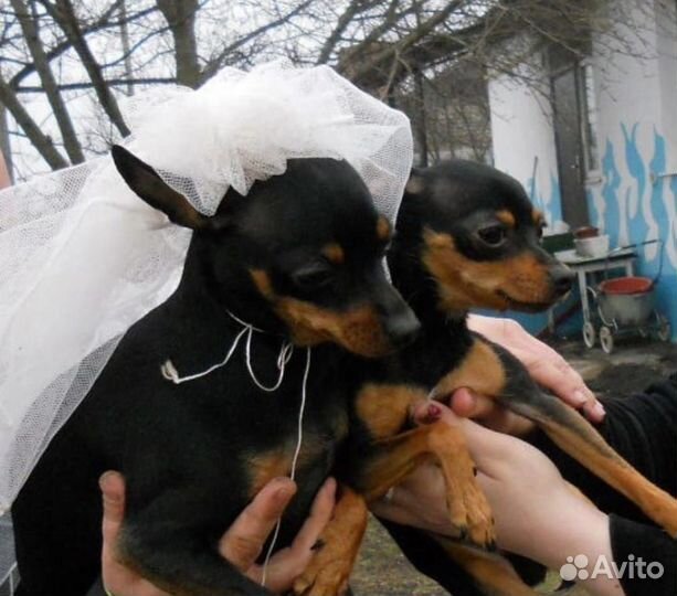 Мини той-терьер