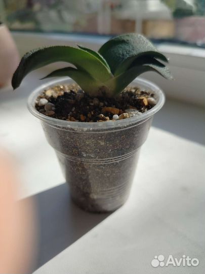 Кактусы и суккуленты